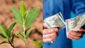ಚಿನ್ನಕ್ಕಿಂತ ಬೆಲೆ ಬಾಳುವ ಭಾರತದ ಏಕೈಕ ಬೆಳೆ ಯಾವುದು ಗೊತ್ತಾ? ಕಡಿಮೆ ಖರ್ಚಾಗುವ ಈ ಸಸ್ಯ ನೆಟ್ಟರೆ ಕೋಟ್ಯಾಧಿಪತಿಗಳಾಗೋದು ಖಚಿತ ಚಿನ್ನಕ್ಕಿಂತ ಬೆಲೆ ಬಾಳುವ ಭಾರತದ ಏಕೈಕ ಬೆಳೆ ಯಾವುದು ಗೊತ್ತಾ? ಕಡಿಮೆ ಖರ್ಚಾಗುವ ಈ ಸಸ್ಯ ನೆಟ್ಟರೆ ಕೋಟ್ಯಾಧಿಪತಿಗಳಾಗೋದು ಖಚಿತ