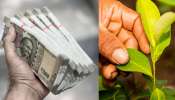 ಚಿನ್ನಕ್ಕಿಂತ ಹೆಚ್ಚು ಬೆಲೆಬಾಳುತ್ತೆ ಈ ಒಂದು ಬೆಳೆ! ಮನೆಯ ಹಿತ್ತಲ್ಲಲ್ಲಿ ನೆಟ್ಟರೂ ನೀವು ಕೋಟ್ಯಾಧಿಪತಿಗಳಾಗುವುದು ಕನ್‌ಫರ್ಮ್‌..