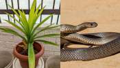 ಮನೆಯ ಮುಂದೆ ನೆಡುವ ಈ ಗಿಡದಲ್ಲೇ ಅಡಗಿಕೊಂಡಿರುತ್ತೆ ವಿಷಸರ್ಪ! ಹಾವುಗಳನ್ನು ದೂರವಿಡಲು ಈ ಸಸ್ಯವನ್ನು ಈಗಲೇ ಕಿತ್ತು ಬಿಸಾಕಿ..