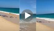 Viral video: ಜಗತ್ತಿಗೆ ದೊಡ್ಡ ವಿಪತ್ತಿನ ಸೂಚನೆ! ಕರಾವಳಿ ದಡದಲ್ಲಿ ಗುಂಪು ಗುಂಪಾಗಿ ತೇಲಿ ಬಂದ ದೇವರು ಮೀನು..