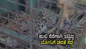 ಹುಲಿ ಸೆರೆಗಾಗಿ ಇಟ್ಟಿದ್ದ ಬೋನಿಗೆ ಚಿರತೆ ಸೆರೆ