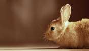 Rabbit: ಕುಟುಂಬದಲ್ಲಿ ಒತ್ತಡವಿದ್ದರೆ ಈ ಪ್ರಾಣಿಯನ್ನು ಸಾಕಿ: ಸಮಸ್ಯೆ ವಾರಗಳಲ್ಲಿ ದೂರವಾಗುತ್ತೆ!  
