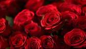 Rose Day: ಗುಲಾಬಿ ಬಣ್ಣಗಳ ಪ್ರಾಮುಖ್ಯತೆ ಏನು? ಯಾವ ಬಣ್ಣದ ಗುಲಾಬಿ ಏನನ್ನು ಸೂಚಿಸುತ್ತೆ? 