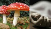 Poisonous Mushroom : ಅಣಬೆ ತಿಂದು 13 ಜನ ಸಾವು!