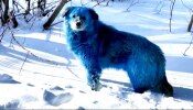 Blue Russian Dogs : ಆಶ್ಚರ್ಯ ಆದ್ರೂ ಇದು ನಿಜ : ಬೀದಿಗಳಲ್ಲಿ ಕಾಣಿಸಿಕೊಂಡ &#039;ನೀಲಿ ಬಣ್ಣದ ನಾಯಿಗಳು&#039;