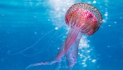 Immortal Jellyfish: ಈ ನಿಗೂಢ ಜೀವಿಗೆ ಸಾವೇ ಇಲ್ಲ ಎಂದರೆ ನೀವು ನಂಬುತ್ತೀರಾ!