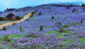 Neelakurinji Flowers : ರಾಜ್ಯದಲ್ಲಿ 12 ವರ್ಷಗಳಿಗೊಮ್ಮೆ ಅರಳುವ &#039;ನೀಲಕುರಿಂಜಿ ಹೂವು&#039; :ಈ ಅಪರೂಪದ ಹೂವಿನ ಬಗ್ಗೆ ಇಲ್ಲಿದೆ ಸಂಪೂರ್ಣ ಮಾಹಿತಿ!