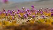 Flowering Desert : ಒಣ ಮರುಭೂಮಿಯಲ್ಲಿ ಅರಳುತ್ತಿವೆ ಹೂವುಗಳು : ಸುಂದರವಾದ ಫೋಟೋಗಳು ನಿಮಗಾಗಿ