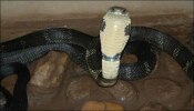 Most Poisonous Snake: ಭಾರತದಲ್ಲಿದೆ ವಿಶ್ವದ ಅತ್ಯಂತ ಅಪಾಯಕಾರಿ ಹಾವು, ಕುತ್ತಿಗೆ ಕತ್ತರಿಸಿದರೂ, ಹಾರಿ ಜೀವ ತೆಗೆಯುತ್ತದೆ
