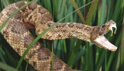 Snakes: ವಿಶ್ವದ ಅತ್ಯಂತ ಅಪಾಯಕಾರಿ ಹಾವುಗಳಿವು, ಒಂದೇ ಹೊಡೆತಕ್ಕೆ ಮನುಷ್ಯರ ಉಸಿರನ್ನೇ ನಿಲ್ಲಿಸುತ್ತವೆ