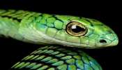 Dangerous Snakes: ಇವು ವಿಶ್ವದ ಅತ್ಯಂತ ವಿಷಕಾರಿ ಹಾವುಗಳು, ಕೆಲವೇ ಸೆಕೆಂಡುಗಳಲ್ಲಿ ಜೀವ ತೆಗೆಯುತ್ತವೆ 