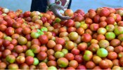 Tomato Price Hike : ಸಾಮಾನ್ಯ ಜನರಿಗೆ ಬಿಗ್ ಶಾಕ್ : ₹100 ದಾಟುತ್ತದೆ ಟೊಮೆಟೊ ಬೆಲೆ!