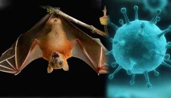 Nipah Virus: ಕೇರಳದಲ್ಲಿ 12 ವರ್ಷದ ಬಾಲಕನ ಬಲಿ ಪಡೆದ ಮಾರಕ ವೈರಸ್ ಬಗ್ಗೆ ತಿಳಿದುಕೊಳ್ಳಿ...