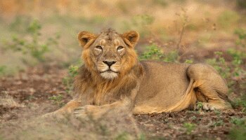 World Lion day 2021: ‘ಕಾಡಿನ ರಾಜ’ನ ಬಗ್ಗೆ ಇಂಟರೆಸ್ಟಿಂಗ್ ಮಾಹಿತಿ ಇಲ್ಲಿದೆ ನೋಡಿ...