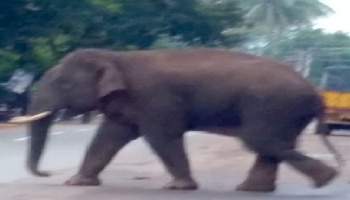 ಹುಳಿಯಾಳ ಪಟ್ಟಣಕ್ಕೆ ಬಂದ ಕಾಡಾನೆ!