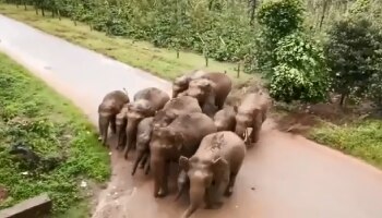 ಸಕಲೇಶಪುರದಲ್ಲಿ ತೋಟಕ್ಕೆ ನುಗ್ಗಿ ಕಾಡಾನೆಗಳ ದಾಂಧಲೆ