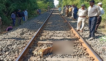 ರೈಲಿಗೆ ಸಿಲುಕಿ ಎರಡು ಹುಲಿಮರಿಗಳ ಸಾವು!