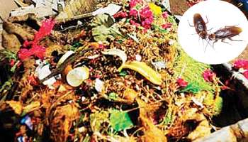 ಚೀನಾದಲ್ಲಿ ಹಸಿಕಸ ನಿರ್ವಹಣೆಯಲ್ಲಿ ಜಿರಳೆಗಳೇ ಎಕ್ಸ್‌ಪರ್ಟ್ಸ್! ಹೇಗೆ ಗೊತ್ತಾ?