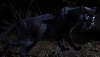 100 ವರ್ಷಗಳ ಬಳಿಕ ಮೊದಲ ಬಾರಿಗೆ ಅಪರೂಪದ ಕಪ್ಪು ಚಿರತೆ ಪತ್ತೆ!