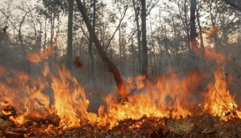 ಬಂಡೀಪುರದಲ್ಲಿ ಕಾಡ್ಗಿಚ್ಚು; ಬೆಂಕಿ ನಂದಿಸಲು ಹೆಲಿಕಾಪ್ಟರ್ ಬಳಸುವಂತೆ ಸಿಎಂ ಸೂಚನೆ