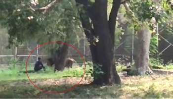 Watch Video: ದೆಹಲಿ ಮೃಗಾಲಯದಲ್ಲಿ ಸಿಂಹ ಇದ್ದ ಸ್ಥಳಕ್ಕೆ ಜಿಗಿದು ಕುಳಿತ ಯುವಕ! ಮುಂದೆ ಆಗಿದ್ದೇನು?