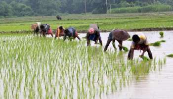 PM-Kisan ಯೋಜನೆಯ ಲಾಭ ಪಡೆಯಲು ಇಂದೇ ಮಾಡಿ ಈ ಕೆಲಸ