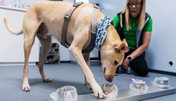 Coronavirus ಸೊಂಕಿತರನ್ನು ಪತ್ತೆ ಹಚ್ಚುತ್ತವಂತೆ ಈ ನಾಯಿಗಳು...!