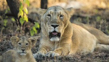 Video: Gir National Parkನ ಗಾರ್ಡ್ ಸಿಂಹದಿಂದ ಸಹಾಯ ಬೇಡಿದಾಗ...