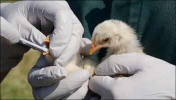 ಮತ್ತೆ ಕದ ತಟ್ಟಿದ Bird Flu, ಕೇಂದ್ರದಿಂದ ಮಹತ್ವದ ನಿರ್ಧಾರ