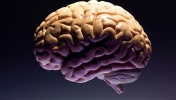 Brain Myths : ಇದು ನಮ್ಮ ಸೂಪರ್ ಹೀರೋ ಮೆದುಳಿನ ಬಗ್ಗೆ ಹೇಳಲಾದ ಮಹಾಸುಳ್ಳು..!