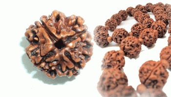 Rudraksha- ರುದ್ರಾಕ್ಷಿ ಉತ್ಪತ್ತಿಯಾದದ್ದು ಹೇಗೆ, ಅದನ್ನು ಧರಿಸುವುದರಿಂದ ಏನೆಲ್ಲಾ ಪ್ರಯೋಜನ ಗೊತ್ತಾ