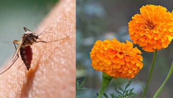 ಸೊಳ್ಳೆ ಕಾಟ ತಪ್ಪಿಸಲು ಮನೆ ಸುತ್ತ ಈ ಗಿಡಗಳಿರಲಿ 