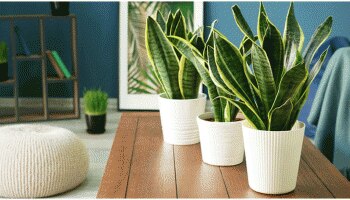 Snake Plant Benefits: ಬಹಳ ಉಪಯುಕ್ತ ಈ ಸ್ನೇಕ್ ಪ್ಲಾಂಟ್, ಖರೀದಿಸುವ ಮೊದಲು ಇದನ್ನು ತಿಳಿಯಿರಿ