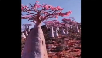 Desert Rose Tree: ಮರುಭೂಮಿಯಲ್ಲಿ ಅರಳಿ ನಿಂತ ಪುಷ್ಪಗಳು: ಸ್ವರ್ಗವೇ ಧರೆಗಿಳಿದಂಥಹ ನೋಟ..!