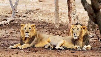 Covid-19 In Asiatic Lion: ಜಾನುವಾರುಗಳಿಗೂ ವ್ಯಾಪಿಸಿದೆಯೇ ಕೊರೊನಾ ಸೋಂಕು? ಈ ಮೃಗಾಲಯದ 8 ಸಿಂಹಗಳಿಗೆ ಕೊರೊನಾ ಸೋಂಕು