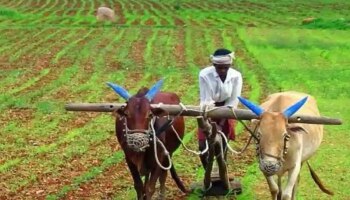 PM Kisan Yojana : ಒಂದೇ ಸಲ ಎರಡು ಕಂತಿನ ಹಣ ಪಡೆಯಲು ಶೀಘ್ರವೇ ಈ ಕೆಲಸ ಮಾಡಿ