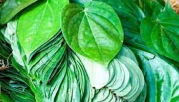 Benefits of betel leaf : ನಿಮಗೆ ಗೊತ್ತಾ..? ವೀಳ್ಯದೆಲೆಯ ನಾಲ್ಕು ಮಹತ್ವದ ಆರೋಗ್ಯಕಾರಿ ಗುಣ