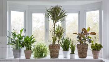 Vastu Tips : ಸಂತೋಷ ಮತ್ತು ಸಮೃದ್ಧಿ ಹೆಚ್ಚಿಸಲು ಈ ಸಸ್ಯಗಳನ್ನು ಮನೆಯಲ್ಲಿ ನೆಡಿ!