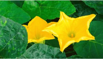 Pumpkin Flower Benefits: ಕುಂಬಳಕಾಯಿ ಮಾತ್ರವಲ್ಲ, ಅದರ ಹೂವಿನಿಂದಲೂ ಸಿಗುತ್ತೆ ಭಾರೀ ಪ್ರಯೋಜನ