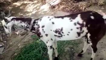 Weird Goat : ಪ್ರಕೃತಿಯ ಅದ್ಭುತ! ಈ ಮೇಕೆ ಮೈ ಮೇಲೆ ಒಂದು ಕಡೆ  &#039;ಓಂ&#039; ಒಂದು ಕಡೆ &#039;ಮೊಹಮ್ಮದ್&#039;