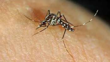 Govt of Karnataka Issues Guidelines : ಕೇರಳದಲ್ಲಿ 'ಜಿಕಾ ವೈರಸ್' ಪತ್ತೆ ಹಿನ್ನೆಲೆ ರಾಜ್ಯ ಸರ್ಕಾರದಿಂದ ಮಾರ್ಗಸೂಚಿ ಪ್ರಕಟ!