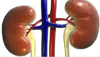 Kidney Health : ಈ 5 ಆಹಾರಗಳು ಕಿಡ್ನಿ ಸಮಸ್ಯೆಗಳನ್ನ ತಡೆಯುತ್ತವೆ : ಇಂದಿನಿಂದ ಸೇವಿಸಲು ಆರಂಭಿಸಿ!