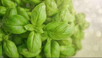 Basil Benefits : ತುಳಸಿಯಲ್ಲಿದೆ ನೀವು ನಂಬಲಾಗದ &#039;ಆರೋಗ್ಯ ಪ್ರಯೋಜನಗಳು&#039;..! 