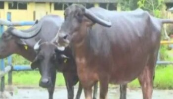 Dharwad Buffalo Breed Wins National Recognition : ಧಾರವಾಡದ ಸ್ಥಳೀಯ ಎಮ್ಮೆ ತಳಿಗೆ ರಾಷ್ಟ್ರೀಯ ಮನ್ನಣೆ..!