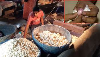 Garlic Farming: ಬೆಳ್ಳುಳ್ಳಿ ಕೃಷಿ ನೀಡಲಿದೆ ದೊಡ್ಡ ಲಾಭ: 6 ತಿಂಗಳಲ್ಲಿ ಲಕ್ಷಾಂತರ ರೂ. ಸಂಪಾದಿಸಿ, ಇದಕ್ಕೆ ತಗಲುವ ವೆಚ್ಚ ಎಷ್ಟು ಗೊತ್ತೇ?