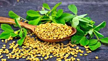 Fenugreek Seeds Benefits : ಪುರುಷರ ಆರೋಗ್ಯಕ್ಕೆ ತುಂಬಾ ಪ್ರಯೋಜನಕಾರಿ ಮೆಂತ್ಯ : ಈ ರೀತಿ ಸೇವಿಸಿ, ಸಾಮರ್ಥ್ಯ ಹೆಚ್ಚಿಸುತ್ತದೆ