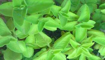 Ajwain Leaves Benefits : ಅಜ್ವೈನ್ ಎಲೆ ಈ ರೋಗಗಳಿಗೆ ರಾಮಬಾಣ : ಈ ರೀತಿ ಸೇವಿಸಿ ತಕ್ಷಣ ಪರಿಹಾರ ಪಡೆಯಿರಿ