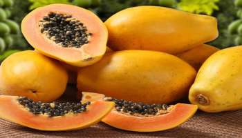 Papaya Seeds:  ಈ ರೋಗಗಳಿಗೆ ರಾಮಬಾಣ ಪಪ್ಪಾಯ ಬೀಜ, ಎಸೆಯುವ ಮುನ್ನ ಈ ರೀತಿಯೂ ಬಳಸಬಹುದು ಎನ್ನುವುದು ತಿಳಿದಿರಲಿ  