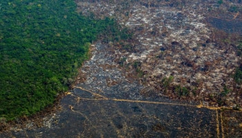 Amazon Forest: ಈ ಕಾಡು ನಶಿಸಿ ಹೋದರೆ ಭೂಮಿಯ ಮೇಲೆ ಮಾನವನ ಅಸ್ತಿತ್ವವೆ ಉಳಿಯುವುದಿಲ್ಲ! ವಿಜ್ಞಾನಿಗಳು ಹೀಗೆ ಹೇಳಿದ್ಯಾಕೆ?