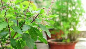 Tulsi Plant : ನಿಮ್ಮ ಮನೆ ಮುಂದಿನ ತುಳಸಿ ಗಿಡ ಒಣಗಿ ಹೋಗಿದೆಯೇ? ಹಾಗಿದ್ರೆ ಹೀಗೆ ಮಾಡಿ ಮತ್ತೆ ಚಿಗುರುತ್ತದೆ 